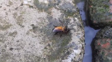 A honey bee is drinking water. Thirsty bee. Honey bee is a eusocial flying insect. Bee sucks the juice from the flower and makes honey.