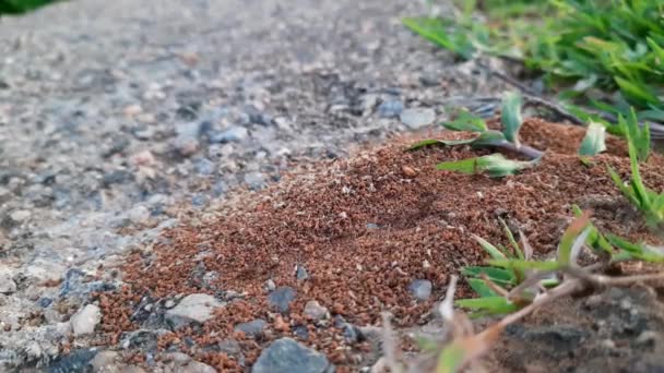 Colony Ants Ants Making Home Digging Soil Bringing Out Anthill — Stockvideo