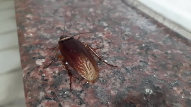 Cockroaches Aparaphyleticgroup Ofinsectsbelonging Toblattodea Its Other Name Roaches House Insects — Stock Video