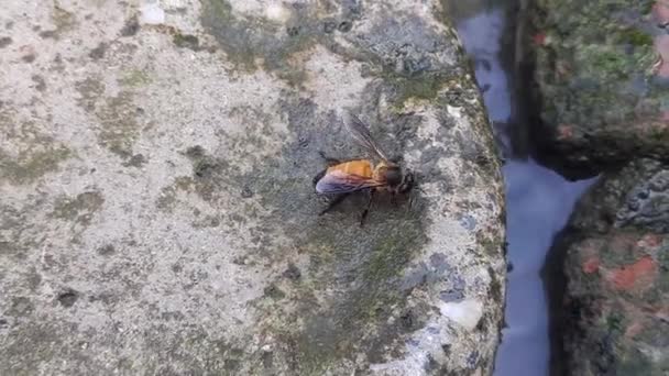 Honey Bee Drinking Water Thirsty Bee Honey Bee Eusocial Flying — Stock Video