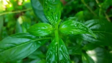 Andrographis paniculata plant. Its other name creatorgreen chireta. Its has been traditionally used to treat infectionsand some diseases.Mostly theleavesandrootsis used for medicinal purposes.