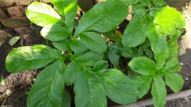 Elephant foot yam plant. Itis a tropical tuber crop grown primarily in Africa, South Asia. Its other name Amorphophallus paeoniifolius and whitespot giant arum. Cultivated elephant foot yam inIndia 