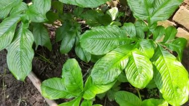 Elephant foot yam plant. Itis a tropical tuber crop grown primarily in Africa, South Asia. Its other name Amorphophallus paeoniifolius and whitespot giant arum. Cultivated elephant foot yam inIndia 