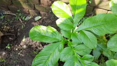 Elephant foot yam plant. Itis a tropical tuber crop grown primarily in Africa, South Asia. Its other name Amorphophallus paeoniifolius and whitespot giant arum. Cultivated elephant foot yam inIndia 
