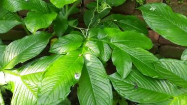 Elephant foot yam plant. Itis a tropical tuber crop grown primarily in Africa, South Asia. Its other name Amorphophallus paeoniifolius and whitespot giant arum. Cultivated elephant foot yam inIndia 
