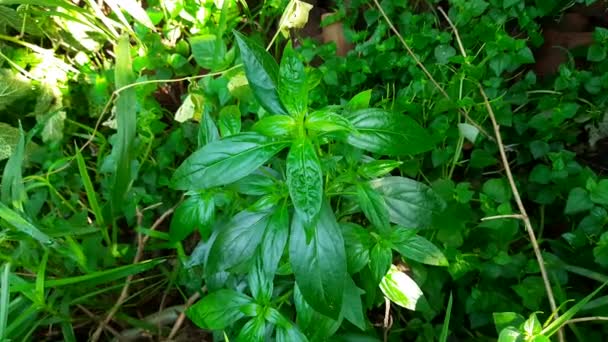 Andrographis Paniculata Plant Its Other Name Creatorgreen Chireta Its Has — Video Stock