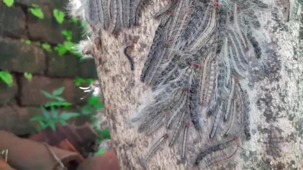 Gypsy Moth Lymantria Dispar Close Macro Gypsy Moth Its Whole — Vídeo de Stock