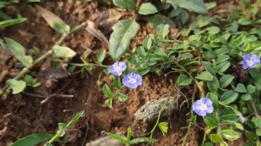 Evolvulus glomeratus flower. It is a flowering plant from the familyConvolvulaceae. Its other names blue daze,Brazilian dwarf morning glory and Hawaiian blue eyes. This is native to Guyana, Brazil. Small blue flower. . 