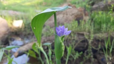 Monochoria vaginalis Flower. Itis a species of flowering plant in thewater hyacinth family. Its other names names heartshape false pickerelweedandoval leafed pondweed. Blue water hyacinth flower.