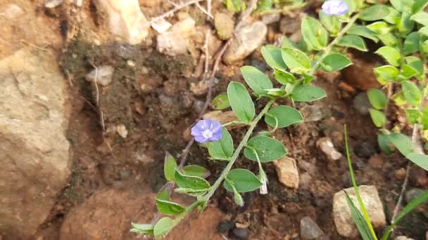 Evolvulus Glomeratus Flower Flowering Plant Familyconvolvulaceae Its Other Names Blue — Stok video