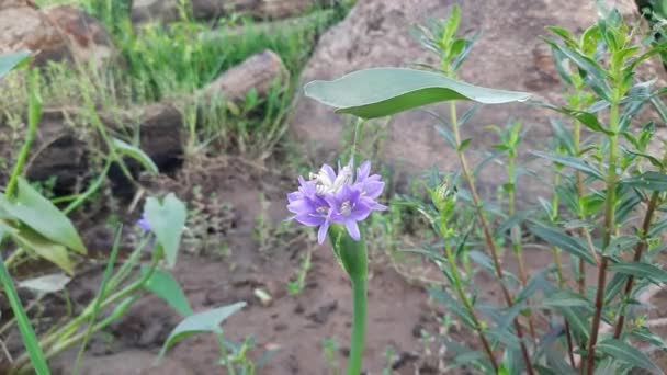 Monochoria Vaginalis Flower Itis Species Flowering Plant Thewater Hyacinth Family — Vídeo de Stock