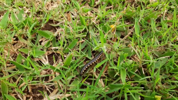 Millipede Walking Meadow Black Millipedes Spiral Insect Has Many Legs — Vídeo de stock