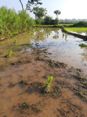 Paddy seedling before plantation. Its seeds remove the one place and ready to planting another place. Rice paddy farming in India.