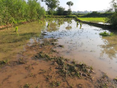 Paddy seedling before plantation. Its seeds remove the one place and ready to planting another place. Rice paddy farming in India.