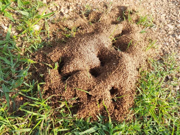 Colony of ants. Ants are making their home and Digging the soil from inside is bringing it out. Anthill of Ants in ground.Colony of Ant work together to make their nest deep inside the field. 