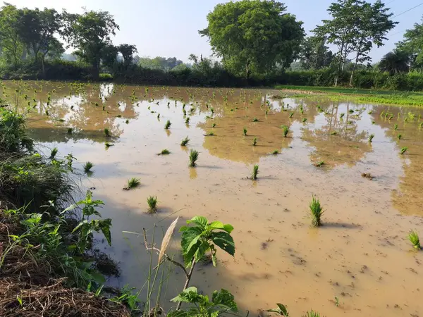 Paddy seedling before plantation. Its seeds remove the one place and ready to planting another place. Rice paddy farming in India.