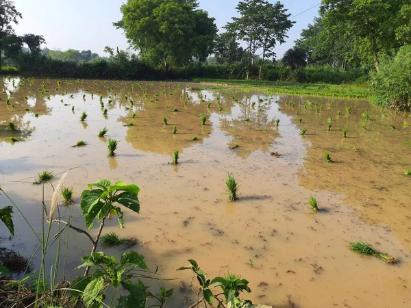 Paddy seedling before plantation. Its seeds remove the one place and ready to planting another place. Rice paddy farming in India.
