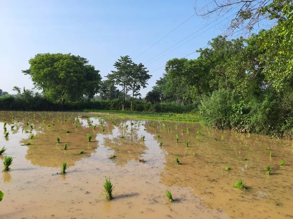Paddy seedling before plantation. Its seeds remove the one place and ready to planting another place. Rice paddy farming in India.