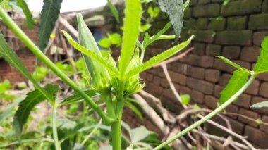 Okra or lady fingers plant in home garden. Okra,Abelmoschus esculentus, known in many nameladies' fingersorochro. It is aflowering plantin themallow family. Popular vegetable. 