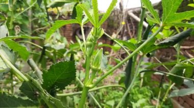 Okra or lady fingers plant in home garden. Okra,Abelmoschus esculentus, known in many nameladies' fingersorochro. It is aflowering plantin themallow family. Popular vegetable. 