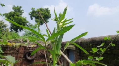 Okra or lady fingers plant in home garden. Okra,Abelmoschus esculentus, known in many nameladies' fingersorochro. It is aflowering plantin themallow family. Popular vegetable. 