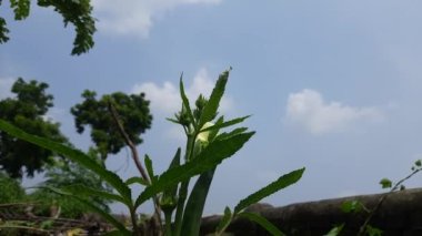 Okra or lady fingers plant in home garden. Okra,Abelmoschus esculentus, known in many nameladies' fingersorochro. It is aflowering plantin themallow family. Popular vegetable. 