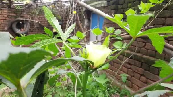 Okra Lady Fingers Plant Home Garden Okra Abelmoschus Esculentus Known — Vídeos de Stock