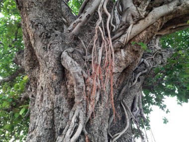 Giant banyan tree. Tree of Life, Amazing Banyan Tree. A banyan, also spelle banian is a fig that begins its life as an epiphyte a plant that grows on another plant. Banyan is a national tree of India.
