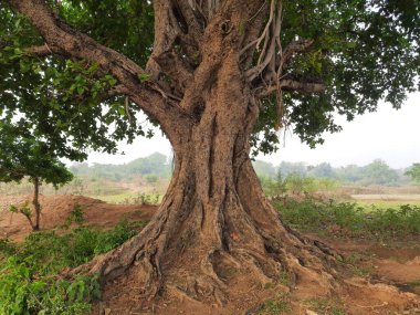 Giant banyan tree. Tree of Life, Amazing Banyan Tree. A banyan, also spelle banian is a fig that begins its life as an epiphyte a plant that grows on another plant. Banyan is a national tree of India.