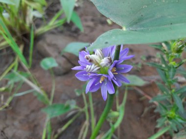 Monochoria vaginalis Flower. Itis a species of flowering plant in thewater hyacinth family. Its other names names heartshape false pickerelweedandoval leafed pondweed. Blue water hyacinth flower. 