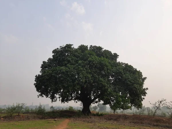 Giant banyan tree. Tree of Life, Amazing Banyan Tree. A banyan, also spelle banian is a fig that begins its life as an epiphyte a plant that grows on another plant. Banyan is a national tree of India.