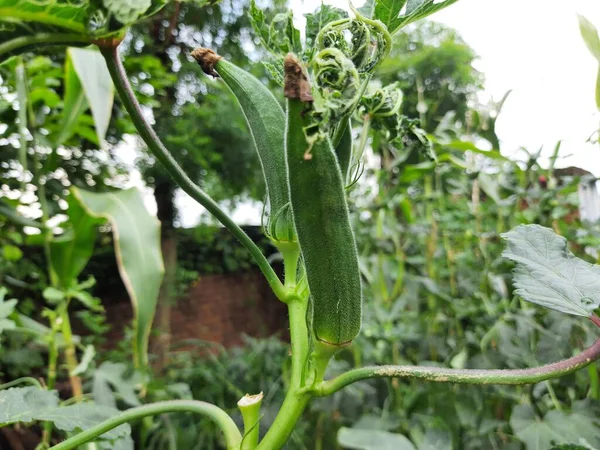 Okra or lady fingers plant in home garden. Okra,Abelmoschus esculentus, known in many nameladies\' fingersorochro. It is aflowering plantin themallow family. Popular vegetable.