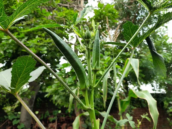 Okra or lady fingers plant in home garden. Okra,Abelmoschus esculentus, known in many nameladies\' fingersorochro. It is aflowering plantin themallow family. Popular vegetable.