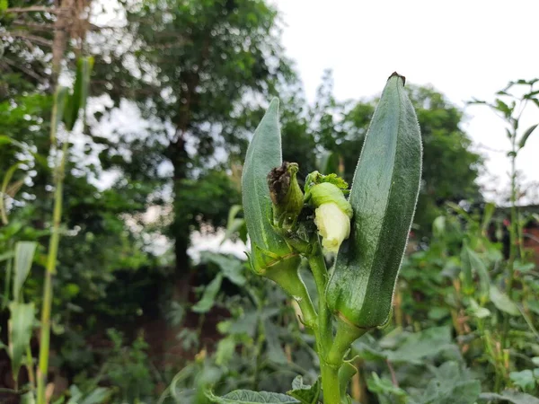 Okra or lady fingers plant in home garden. Okra,Abelmoschus esculentus, known in many nameladies' fingersorochro. It is aflowering plantin themallow family. Popular vegetable.