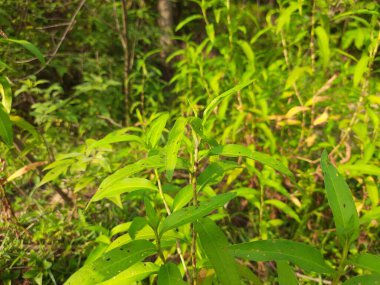 Persicaria hydropiper plant. It's other name water pepper,marshpepper knotweed,arse smart plant, tade plant and Polygonum hydropiperis. This is a plant of the familyPolygonaceae.