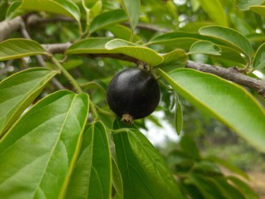Alangium salvifolium veya adaçayı alangium ağacı meyvesi bırakır. Cornaceaefamily 'de çiçek açan bir bitkidir. Vahşi beyaz çiçek arka planda.