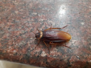 Cockroaches are aparaphyleticgroup ofinsectsbelonging toBlattodea. Its other name roaches. It is a house insects. These are found in almost all the houses. 