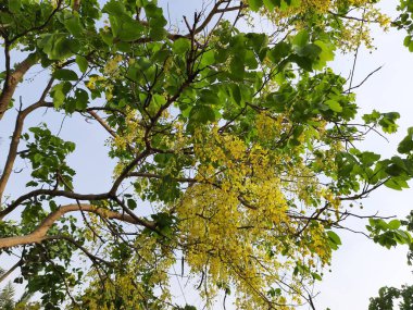Cassia fistül çiçekleri. Fabaceae familyasına çiçek açıyor. Diğer isimleri: Altın duş, arınma muskası, Hint laburnumu, puding piposu ağacı. Bu ağaç kalıtsal ilaç kullanırdı.. 