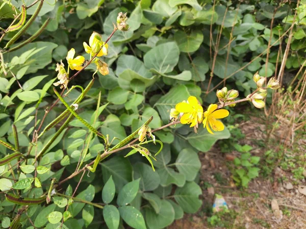 セナOcidentalis植物の花 その他の呼び名英語 Septicweed Coffeweed Mogdad Coffe Negro Coffe Senna Coffe — ストック写真