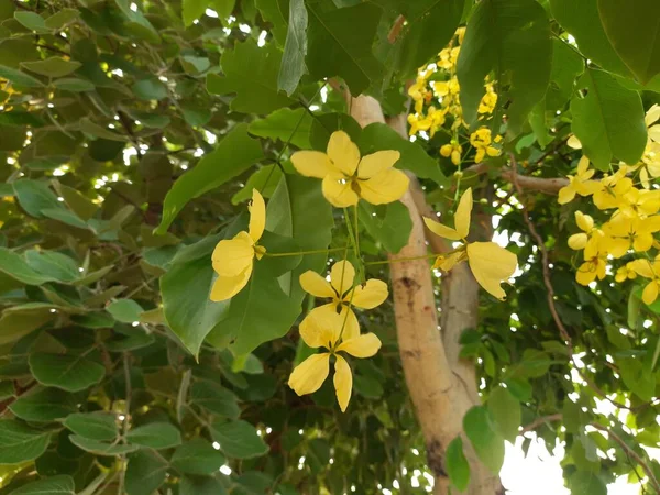 Cassia Fistula Flowers Aflowering Plantin Fabaceae Family Its Other Names — Photo