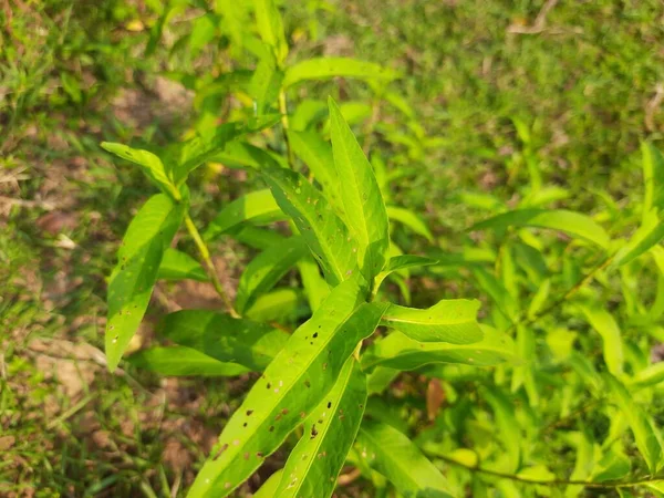 Persicaria Hydropiper Plant Other Name Water Pepper Marshpepper Knotweed Arse — Fotografia de Stock