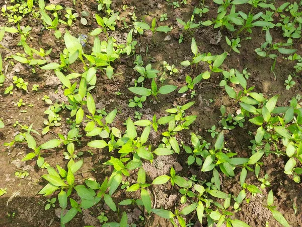 Chilli Nursery Chilli Plant Seeding Small Plants Chilli Ready Plantation — Stockfoto