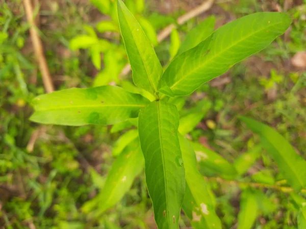 Persicaria Hydropiper Plant Other Name Water Pepper Marshpepper Knotweed Arse — Stock Fotó