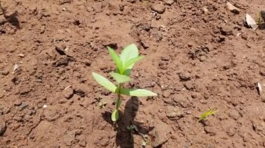 Bahçedeki çingene bitkisi. Çiçek kabilesinin papatya ailesi içindeki bitkilerinin gündemidir. Yıllık bir bitkidir. Zinyalar beyaz, açık yeşil, sarı, turuncu, kırmızı, mor veya leylak olabilir. 