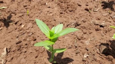 Bahçedeki çingene bitkisi. Çiçek kabilesinin papatya ailesi içindeki bitkilerinin gündemidir. Yıllık bir bitkidir. Zinyalar beyaz, açık yeşil, sarı, turuncu, kırmızı, mor veya leylak olabilir. 