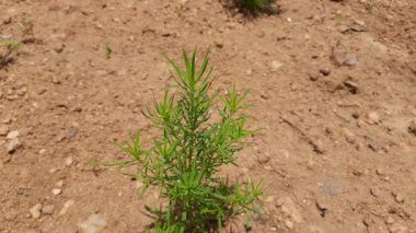Bassia Scoparia bitkisi. Bu, Amaranthaceae familyasının büyük bir yıllık bitkisidir. Diğer adları: Ragweed, yaz selvisi, sahte selvi, kochia, belvedere otları, yanan çalı otları ve Meksika yakan otları..