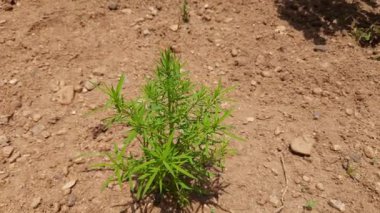 Bassia Scoparia bitkisi. Bu, Amaranthaceae familyasının büyük bir yıllık bitkisidir. Diğer adları: Ragweed, yaz selvisi, sahte selvi, kochia, belvedere otları, yanan çalı otları ve Meksika yakan otları..