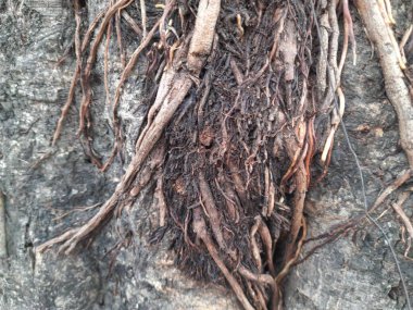 Banyan ağacının kökü. Ağaç yaşlandığında bu tür kökler yukarıdan çıkar. Bu bir spelle banian. Hayatına epifit olarak başlayan bir incir. Başka bir bitkide yetişen bir bitki..