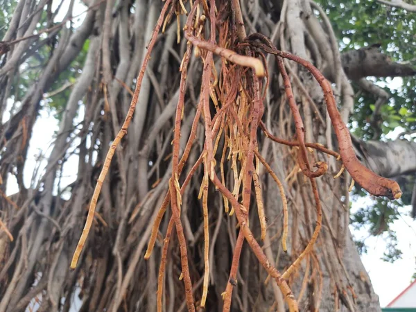 Akar Pohon Banyan Ketika Pohon Menjadi Tua Maka Akar Tersebut — Stok Foto