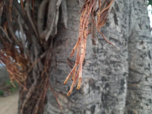 Raiz Árvore Banyan Quando Árvore Torna Velha Então Tais Raízes — Fotografia de Stock